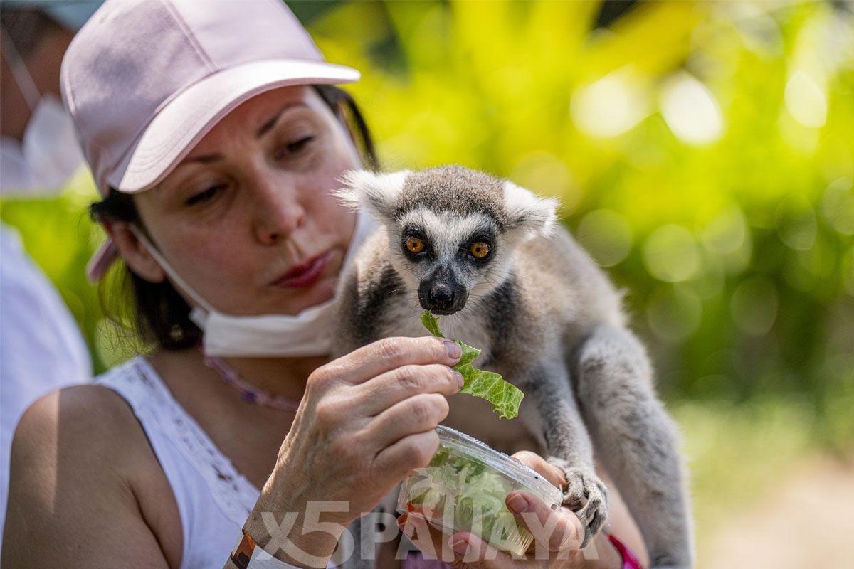 Зоопарк Кхао Кхео (Khao Kheo Open Zoo) - экскурсия из Паттайи | Цены,  описание