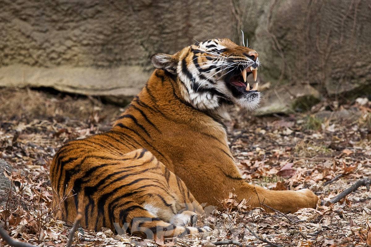 Зоопарк тигров в Паттайе (Siracha Tiger Zoo) - экскурсия из Паттайи | Цены,  описание