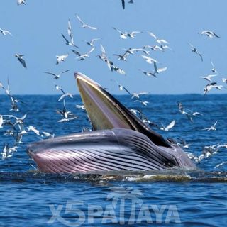 Фотоохота на Китов Брайда в Паттайе