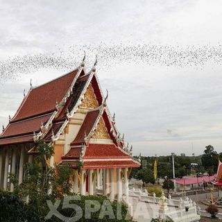 Земля королей и Альпака парк