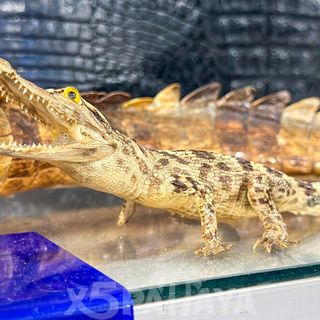 Вован Шоп - магазин кожаных изделий