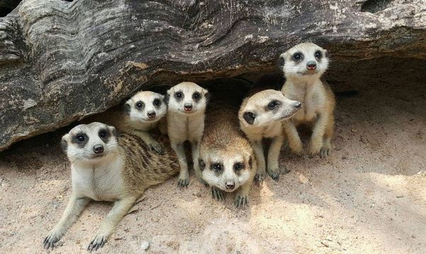 Зоопарк Кхао Кхео (Khao Kheo Open Zoo)